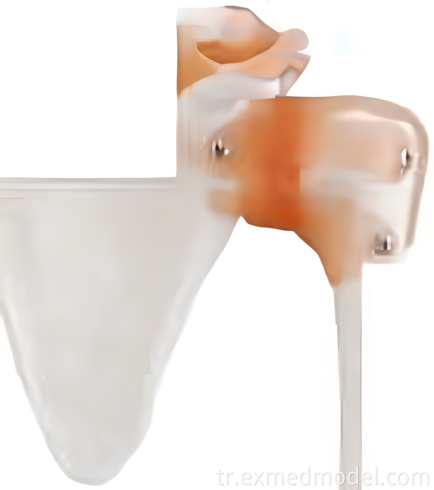 Yaşam boyu omuz eklem anatomisi modeli Life-Size Shoulder Joint Anatomy Model